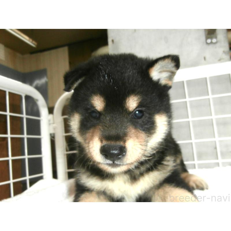 販売中の大阪府の柴犬-396763の4枚目